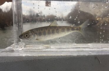 captured juvenile salmon in trap for data collection