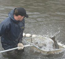 Aerial view of a Puyallup Tribal member fishing on the lower Puyallup River